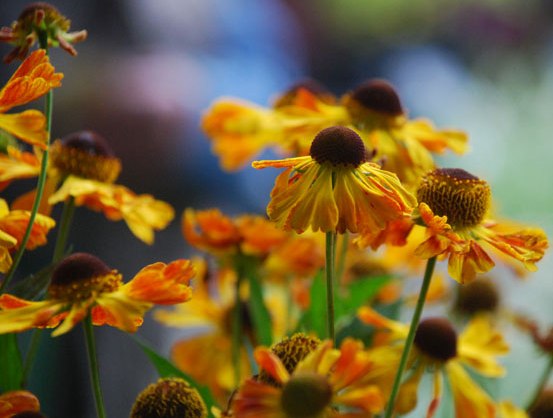 Helenium can can